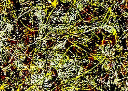 �׶�԰С�������̰���ɫ�������ɫС��������